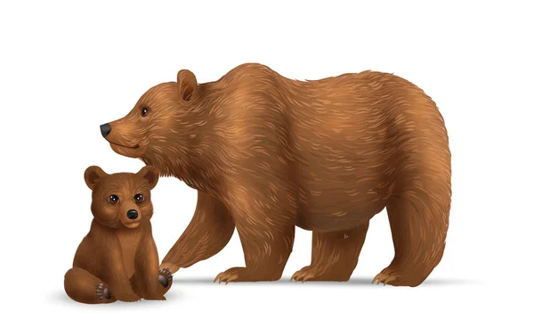 Composição Ursos Realistas Com Espécime Adulto Animal Selvagem Jovem Isolado —  Vetores de Stock