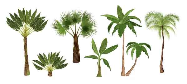 空白の背景ベクター図に異なるタイプの異なる異なる熱帯木の孤立した画像を設定したパームツリー — ストックベクタ