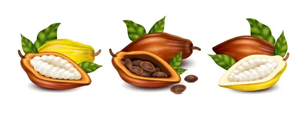 豆と緑の葉が付いている乾燥した無比のココアのポッドは 単離されたベクターのイラストを設定した現実的な構成 — ストックベクタ