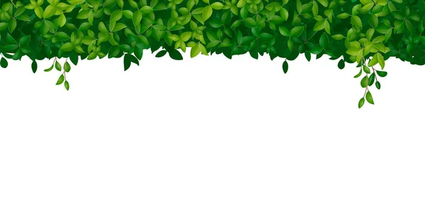 Arbuste Vert Couronne Arbre Arbre Réaliste Fond Blanc Illustration Vectorielle — Image vectorielle