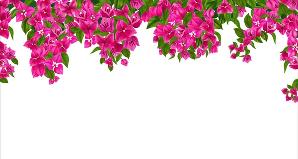 Fond Floral Blanc Décoré Avec Bordure Branches Bougainvilliers Fleurs Illustration — Image vectorielle