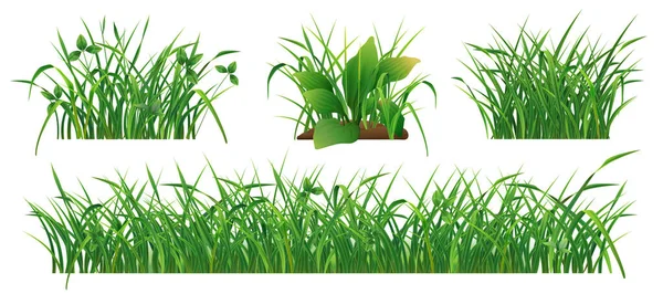 Bussningar Färska Gröna Gräs Realistisk Uppsättning Isolerad Vit Bakgrund Vektor — Stock vektor