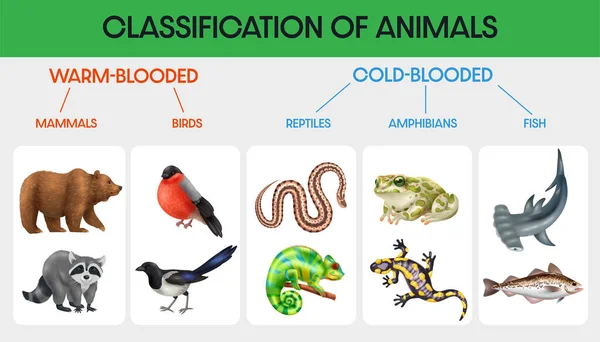 Klassifizierung Der Tiere Flache Infografik Mit Diagramm Warmblüter Und Kaltblüter — Stockvektor