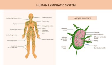 İnsan lenf sistemi ve lenf yapısı düz anatomik poster ve metin başlıkları vektör illüstrasyonu