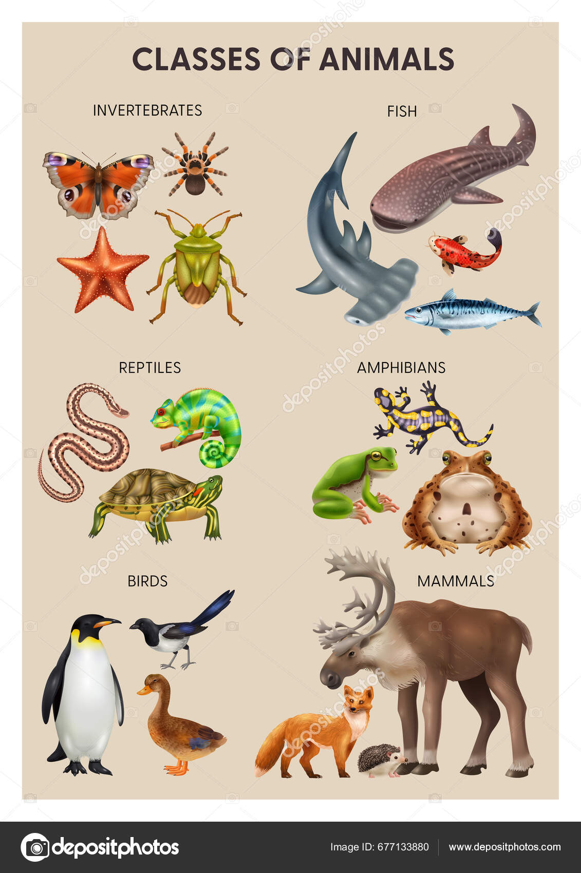 Mammals Reptiles And Amphibians That Can Live Together Difference Between  Mammals Birds Fish Reptiles Amphibians Mammal, image size:1131x1700