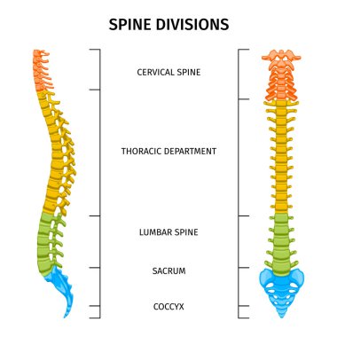 Omurga yapısı anatomi bileşimi omurga bölümleri şeması düzenlenebilir metin başlıkları ve omurga vektör illüstrasyonunun renkli resimleri