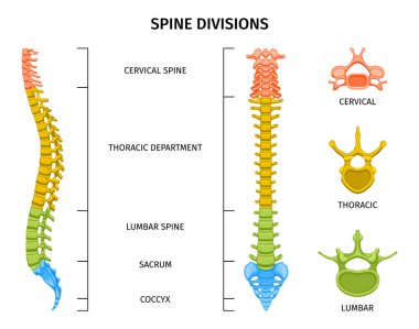 Omurga yapısı anatomisi, düzenlenebilir metin başlıkları ve omurga vektör illüstrasyonuna sahip omurga bölümlerinin renkli görünümü