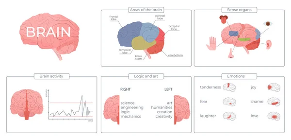 Brain Function Infographic Set Emotions Activity Symbols Flat Vector Illustration — Stock Vector