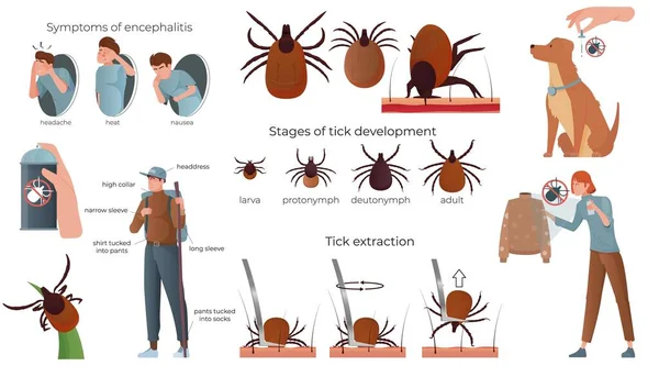 Ticks Insect Flat Set Isolated Icons Development Stages Extraction Tips — Stock Vector