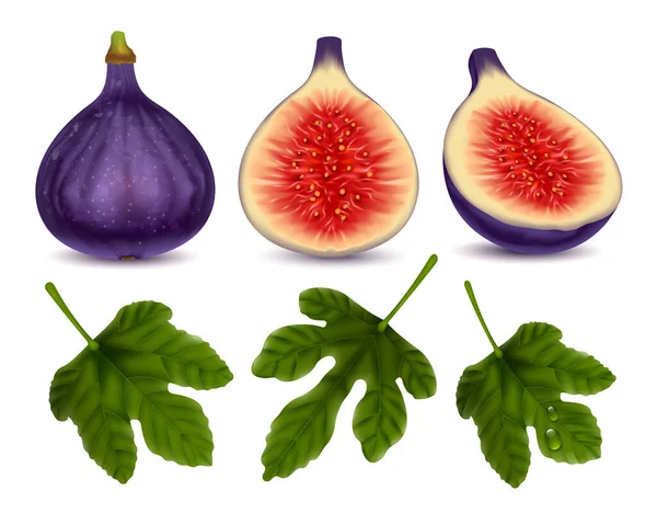 全半无花果和绿叶一组现实的常见成熟果实与紫色薄皮分离载体说明 — 图库矢量图片