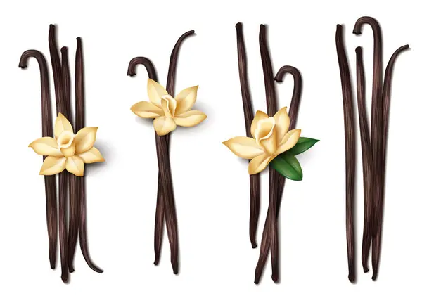 Ρεαλιστικά Vanilla Spice Sticks Εικονίδια Που Απομονώνονται Λευκό Φόντο Διανυσματική — Διανυσματικό Αρχείο