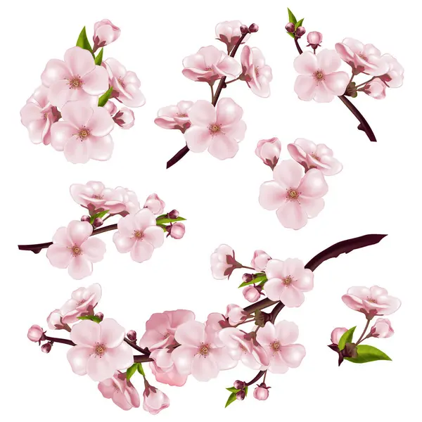 Realistic Sakura Cherry Icons Set Blossoming Tree Branches Isoalted Vector — Stock Vector