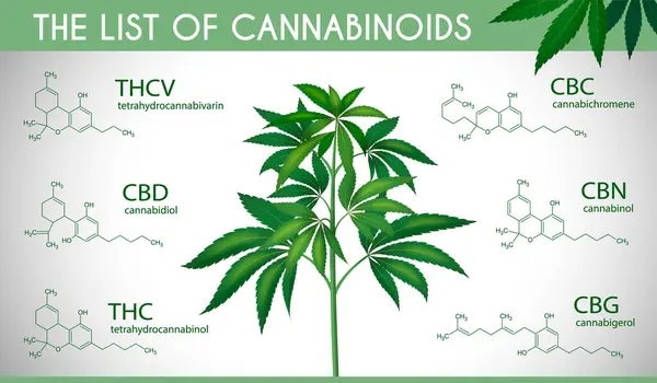 Medyczny Zestaw Infograficzny Marihuany Realistyczną Rośliną Konopi Indyjskich Lista Wektorów — Wektor stockowy