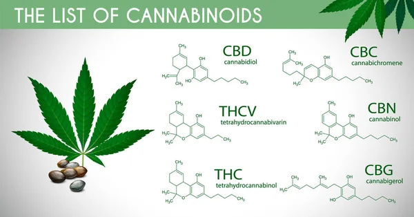 医用大麻信息图集与现实大麻植物和大麻素病媒图解列表 — 图库矢量图片