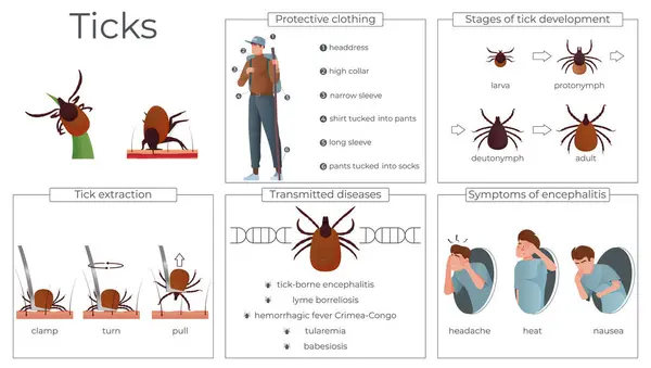 Zecken Insekten Flache Infografiken Mit Symbolen Von Schutzkleidung Übertragene Krankheiten — Stockvektor