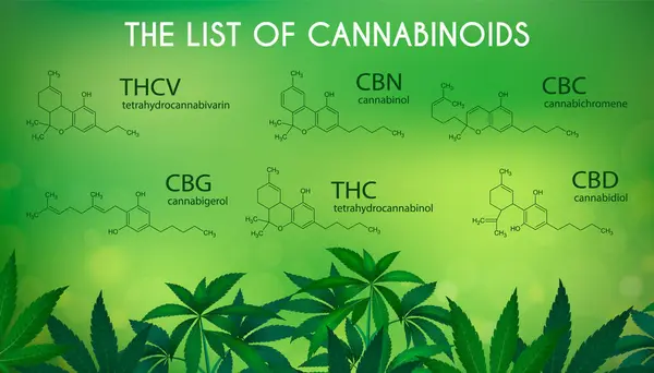 带有现实大麻植物的医用大麻信息图集和大麻素病媒图解列表 — 图库矢量图片