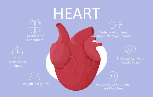 Handgezeichnete Flache Organinformationsvorlage Mit Anatomischem Herzen — Stockfoto