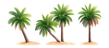Gerçekçi Palmiye ağacı kompozisyonu belirlendi