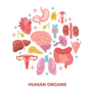 Yuvarlak şekilli elle çizilmiş düz organ bileşimi