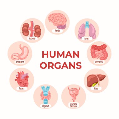 İnsan organlarıyla el çizimi düz organ bileşimi.