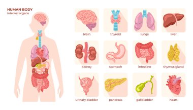 Elle çizilmiş düz organ simgeleri ve insan vücudu.
