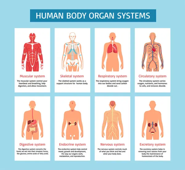 Human body and organs infographics in flat design