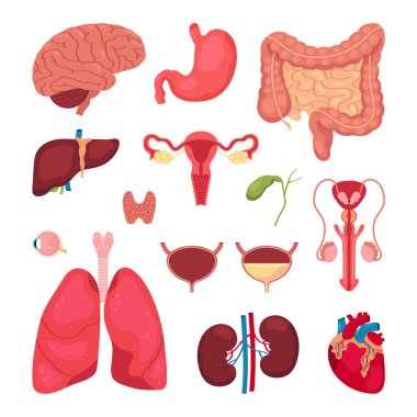 El çizimi düz insan vücudu. Anatomik organları olan orijinal set.