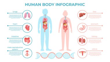 Erkek ve dişi ile el çizimi düz organ bilgi şablonu 