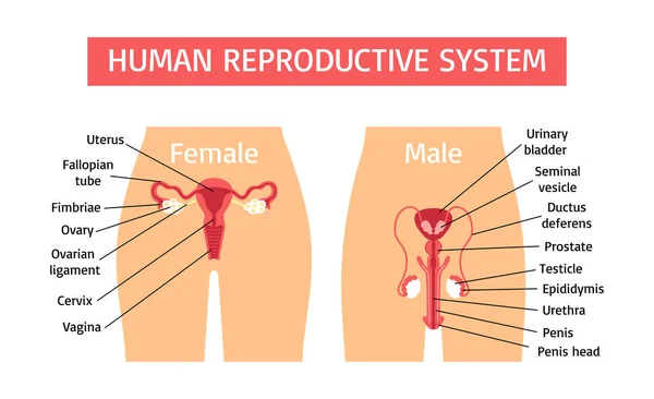 Hand drawn flat human body infographics with reproductive system