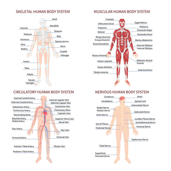 Hand drawn flat human body organ system collection set with huma