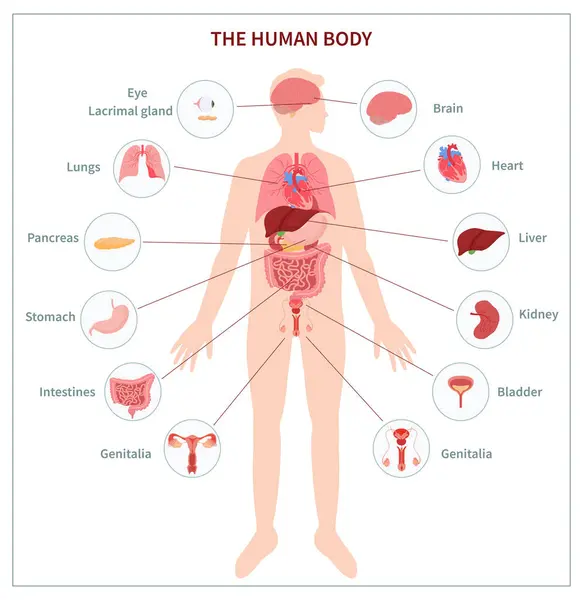 Hand Drawn Flat Human Body Organ System Infographic Template Wit — Stock Photo, Image