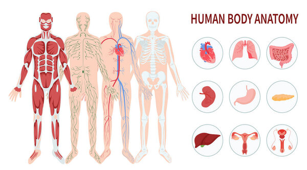 Инфографика системы органов человека, нарисованная вручную, с дифферой