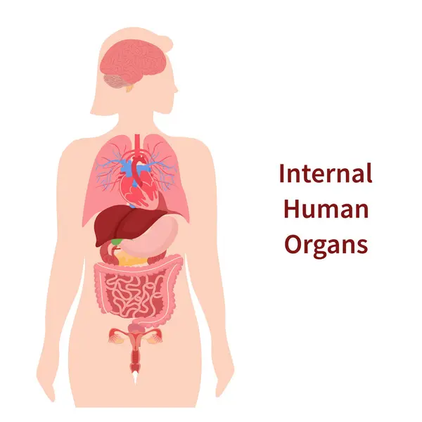 Hand Drawn Flat Human Body Organ Systems Infographic Fema lizenzfreie Stockfotos