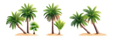 Gerçekçi Palmiye ağacı kompozisyonu belirlendi