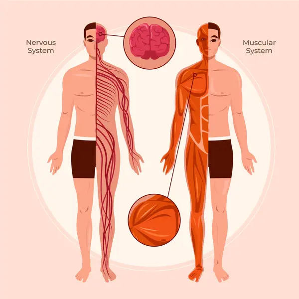 Flat Human Body Organ Systems Composition Male Body — Stock Photo, Image