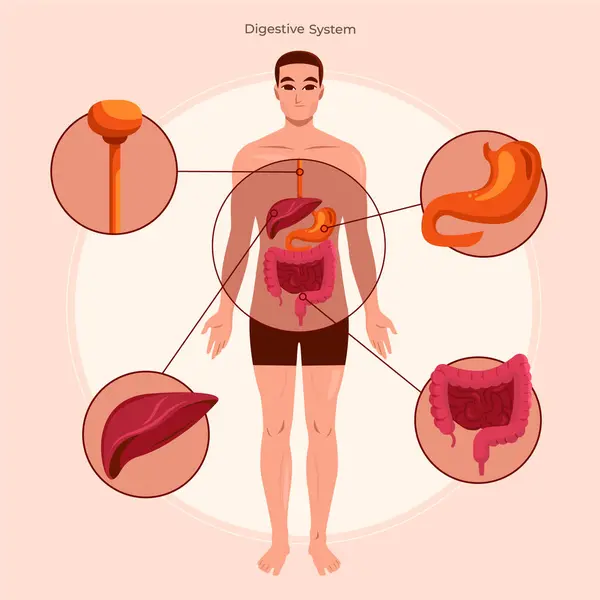 Flat Human Body Organ Systems Composition Background — Stock Photo, Image