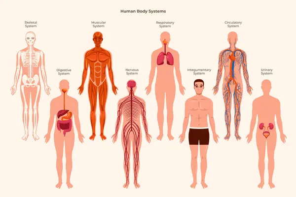 Flache Organsysteme Des Menschlichen Körpers Mit Organen Einem Männlichen Stockbild