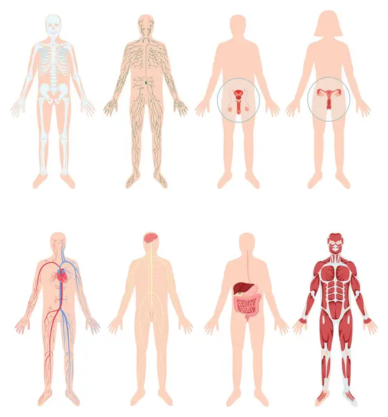 手绘扁平人体器官系统最初设置与身体I — 图库照片