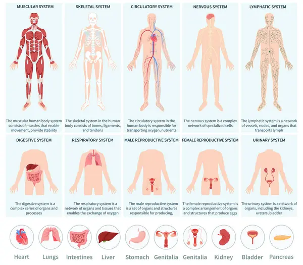 Tangan Digambar Sistem Organ Tubuh Manusia Datar Infografis Set Collecti Stok Lukisan  