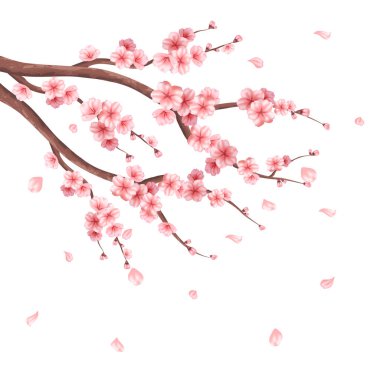 Beyaz arkaplanda gerçekçi sakura ağacı dalı