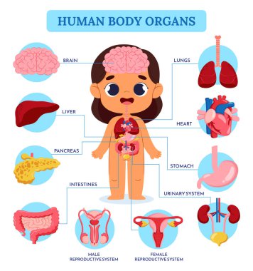 Düz anatomik gövde bilgi şablonu