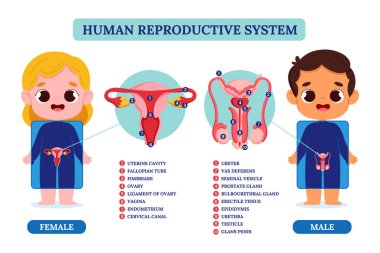 Düz anatomik gövde bilgi şablonu