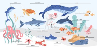 Elle çizilmiş deniz yaban hayatı eğitici bilgiler ve pek çok deniz hayvanı türünün isimleri.