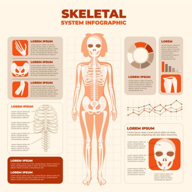 Etiketlenmiş parçalar ve veri grafikleriyle insan iskelet sistemini gösteren bilgi grafiği.