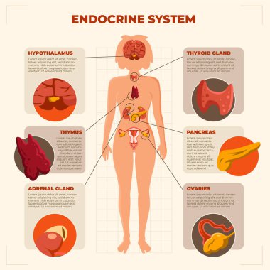 Düz insan vücudu bilgi şablonu seti