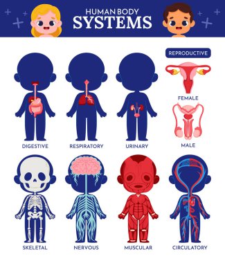 Sindirim, solunum, idrar yolu, üreme (erkek ve kadın), iskelet, sinir, kas ve dolaşım sistemlerinin de dahil olduğu insan vücut sistemlerinin gösterimi.