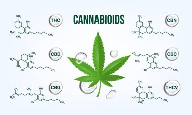 Beyaz CBD Cannabioids Bilgileri