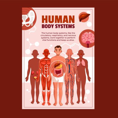 Düz İnsan Vücut Sistemleri Posteri