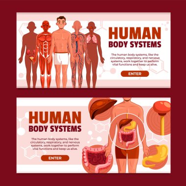 İnsan Vücut Sistemleri Yatay Sancak Ayarları