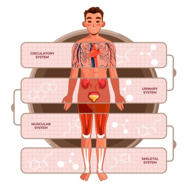 Düz İnsan Vücut Sistemleri Bilgileri
